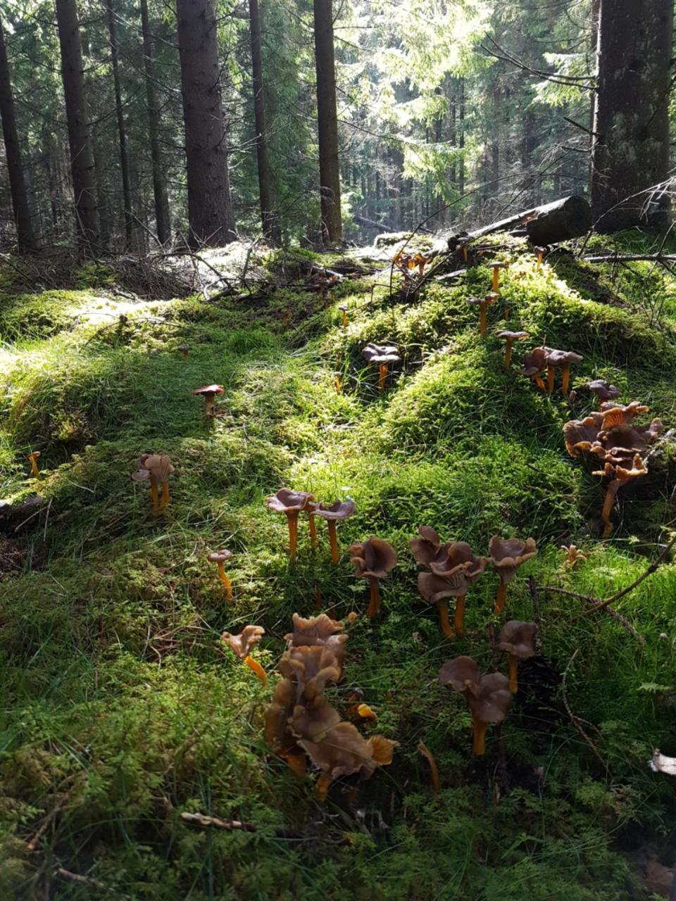 Furuliden Country Inn Vittsjö Kültér fotó